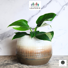 Load image into Gallery viewer, The Leaferie Sotiria Large flowerpot. white and brown base ceramic pot.
