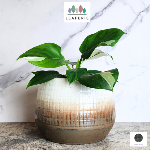 The Leaferie Sotiria Large flowerpot. white and brown base ceramic pot.