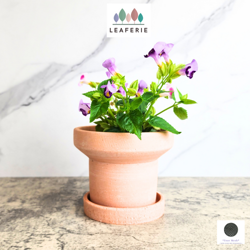 The Leaferie Yara terracotta pot with tray