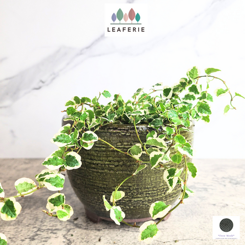The Leaferie Pagona Pot. ceramic flowerpot with 2 designs
