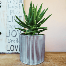 Load image into Gallery viewer, The Leaferie Marceau blue stripe ceramic planter. front view with plant
