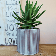 Load image into Gallery viewer, The Leaferie Marceau blue stripe ceramic planter. front view with plant
