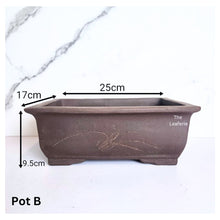 Load image into Gallery viewer, Bonsai Rectangular (Series 2)
