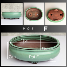 Load image into Gallery viewer, The Leaferie Tally Bonsai pot Series 3. large bonsai planter. design Pot F green oval shape
