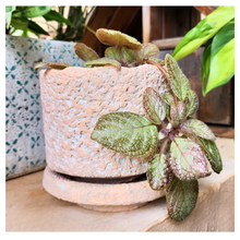 Load image into Gallery viewer, Yonina Flowerpot
