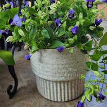 Load image into Gallery viewer, The Leaferie Ultana beige ceramic pot.

