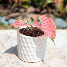 Load image into Gallery viewer, Dolomites Flowerpot
