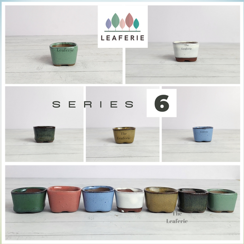 The Leaferie Petit bonsai series 6 . 7 colours small square bonsai pot