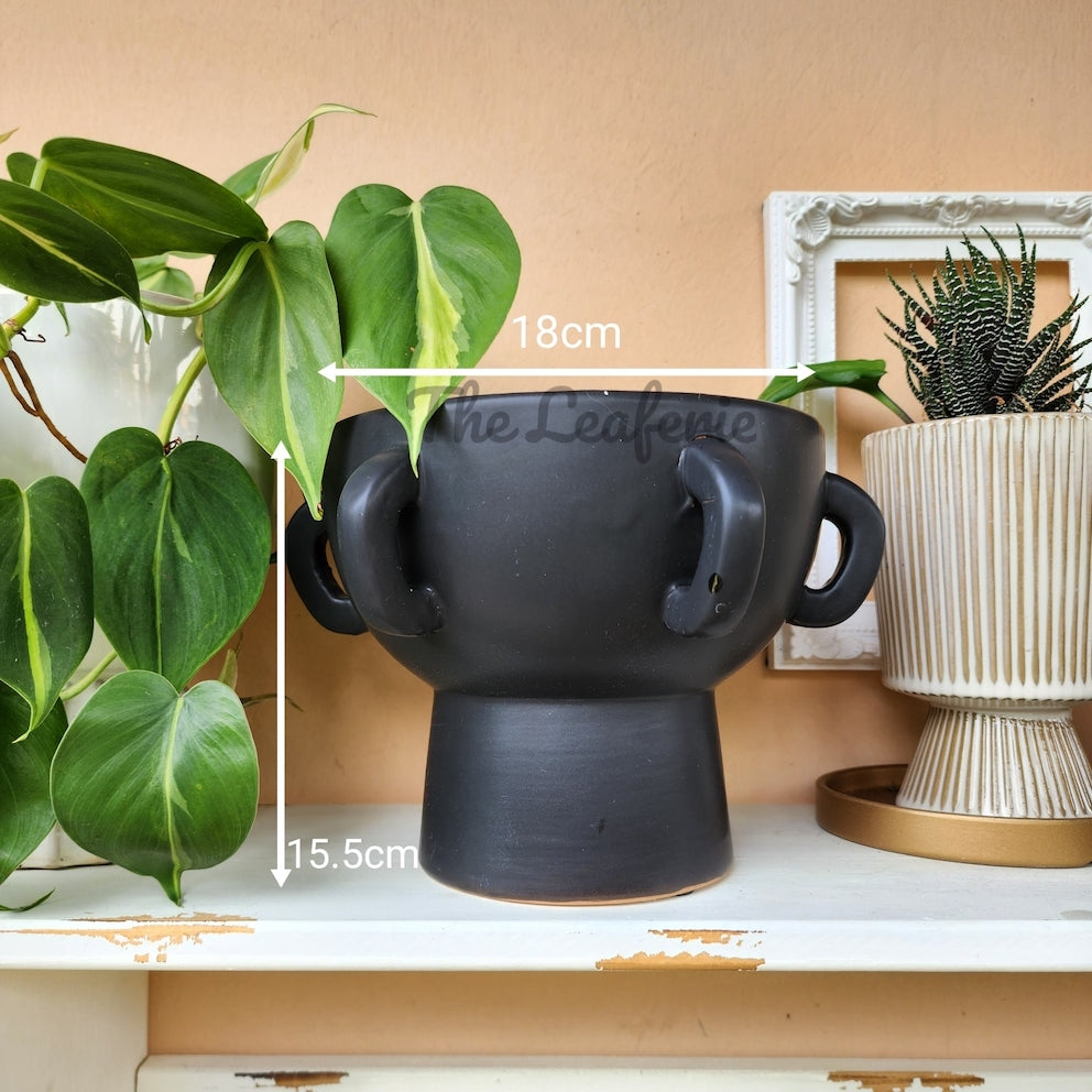 Lucca Pot