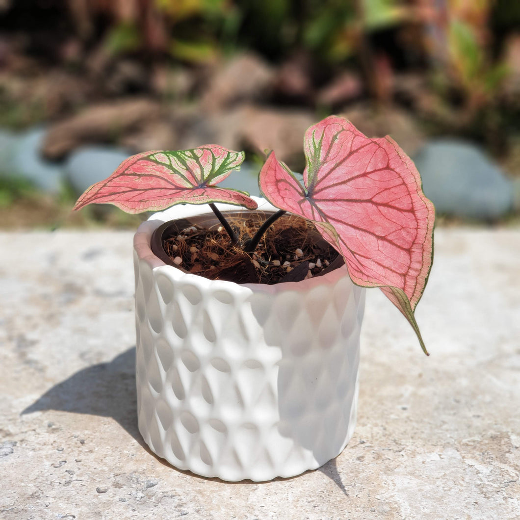 The Leaferie Dolomites plant pot white colour. front view with plant