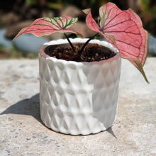 Load image into Gallery viewer, The Leaferie Dolomites plant pot white colour. front view with plant
