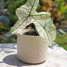 Load image into Gallery viewer, The Leaferie Babylon pot . front view . white ceramic pot with plant
