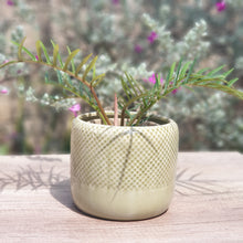 Load image into Gallery viewer, The Leaferie Thanos ceramic pot. 3 colours
