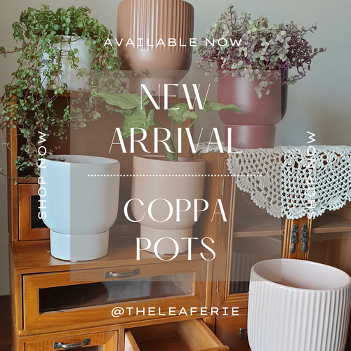The Leaferie Coppa plant pot. white ceramic pot with tray . 3 colours