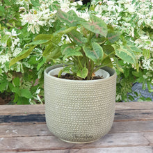 Load image into Gallery viewer, The Leaferie Carmel plant pot. sage and red ceramic flowerpot. front view of green colour pot
