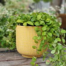 Load image into Gallery viewer, Olivet Pot

