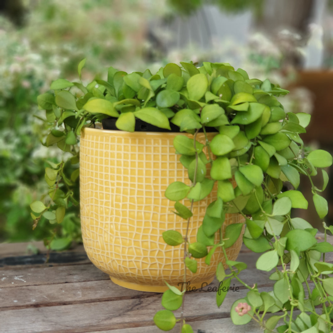 Olivet Pot