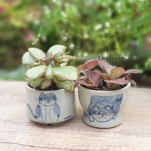 Load image into Gallery viewer, Nala Set A Cat Pots
