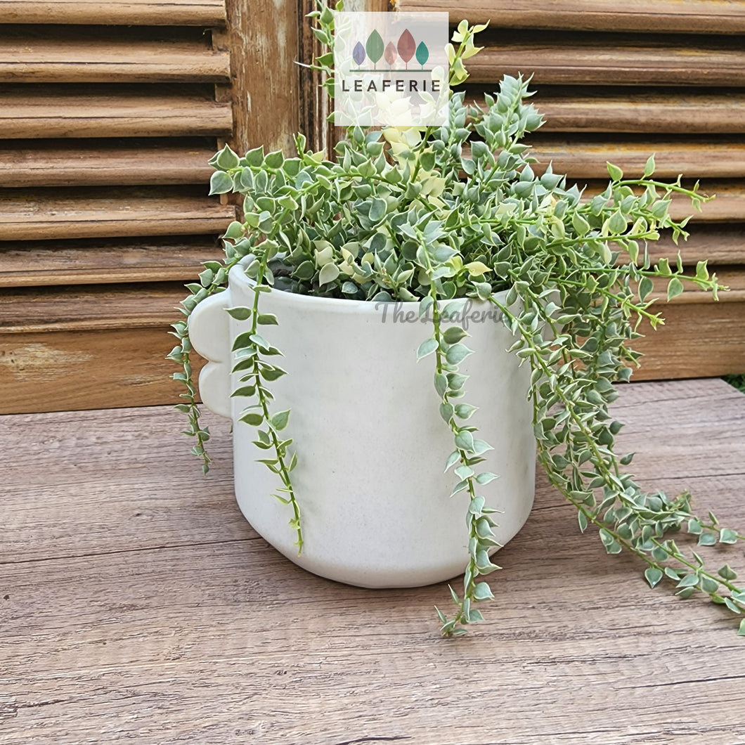 The Leaferie tiber white plant pot . ceramic material