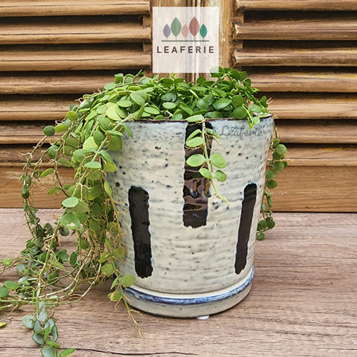 The Leaferie Chienti plant pot . ceramic planter. front view with plant