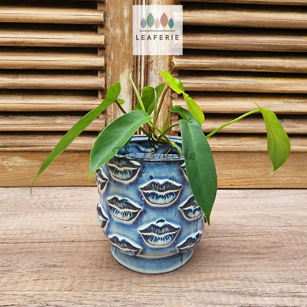 The Leaferie Baden plant pot . blue ceramic planter. front view with plant