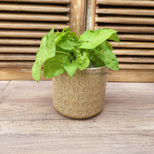 Load image into Gallery viewer, The Leaferie Dian yellow ceramic plant pot. front view with plant
