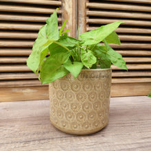 Load image into Gallery viewer, The Leaferie Dian yellow ceramic plant pot. front view with plant
