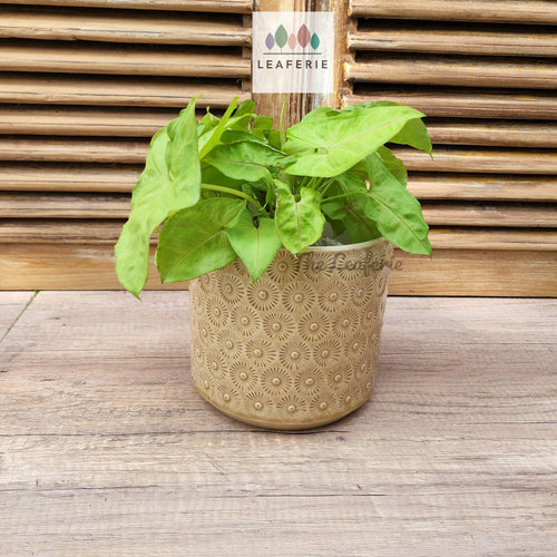 The Leaferie Dian yellow ceramic plant pot. front view with plant