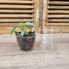 Load image into Gallery viewer, The Leaferie Branco glass pot. front view
