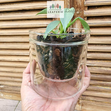 Load image into Gallery viewer, The Leaferie Branco glass pot. front view with plant
