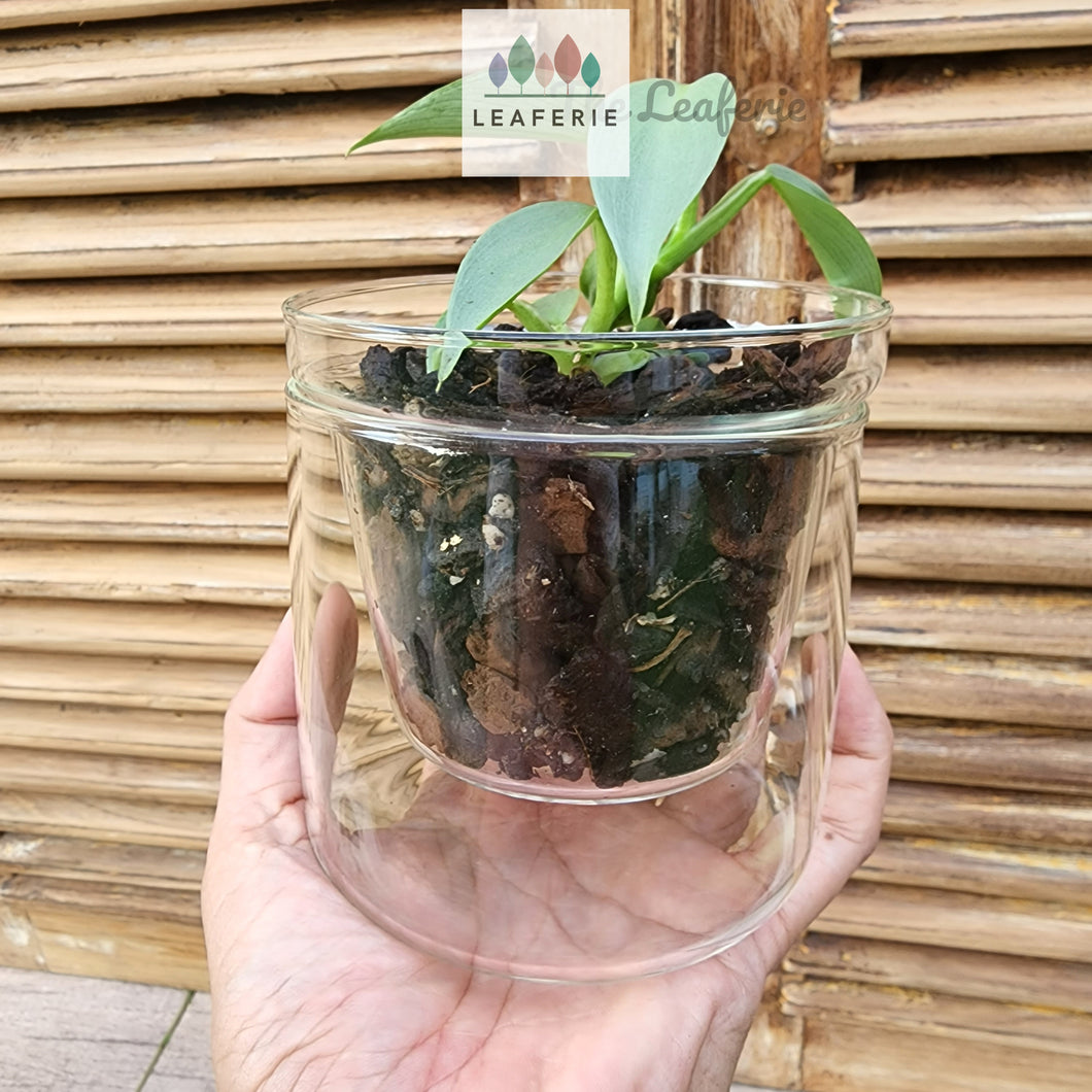 The Leaferie Branco glass pot. front view with plant