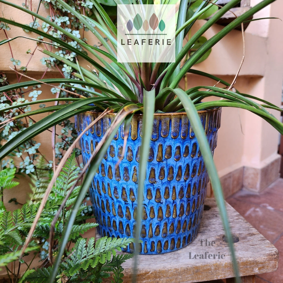The Leaferie Finola plant pot. ceramic blue planter . front view with plant