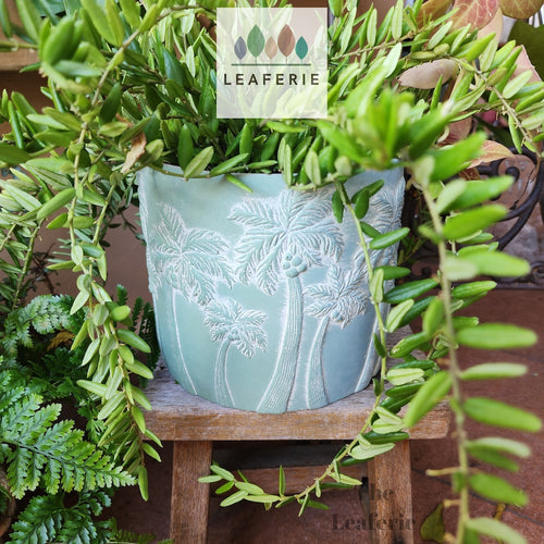 The Leaferie Delma Cement palm green plant pot . front view with plant