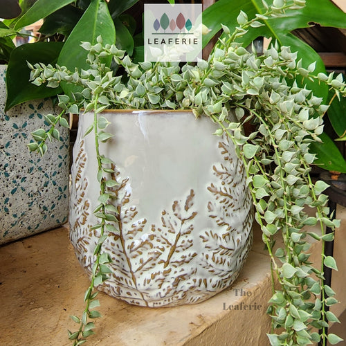 The Leaferie colleen ceramic plant pot. 2 colours black and white planter. front view of design A with plant