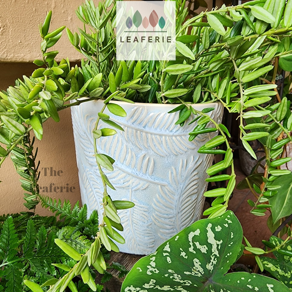 The Leaferie Eilish flowerpot . leaf imprint ceramic planter. front view with plant