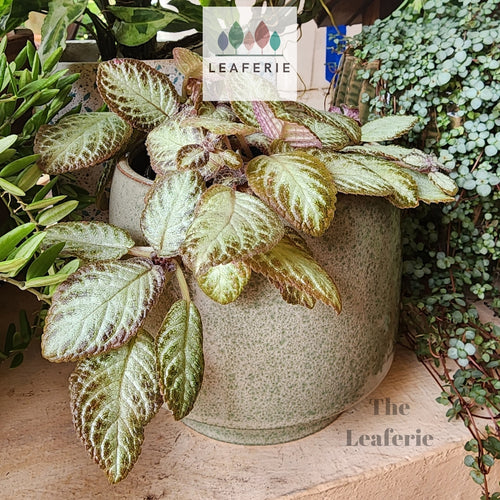 The Leaferie Firmin plant pot. w colours ceramic material. front view of green with plant
